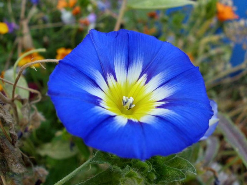 Törpe hajnalka  Royal Ensign - Convulvulus tricolor, Convulvulus tricolor, virág
